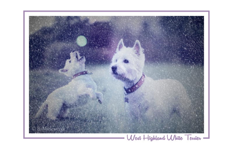 West Highland White Terrier