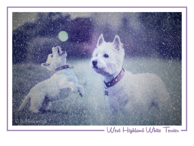 West Highland White Terrier