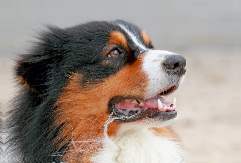 Ein Motiv aus dem Kalender Australian Shepherd