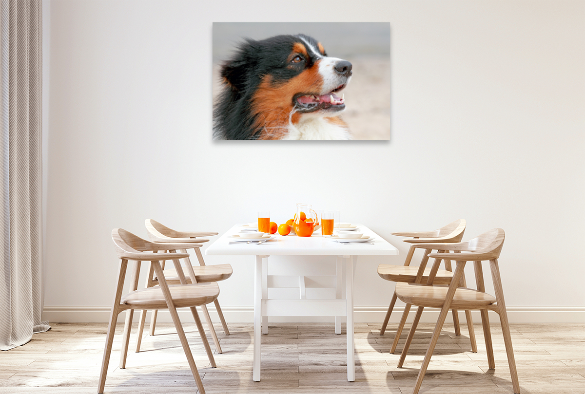 Ein Motiv aus dem Kalender Australian Shepherd