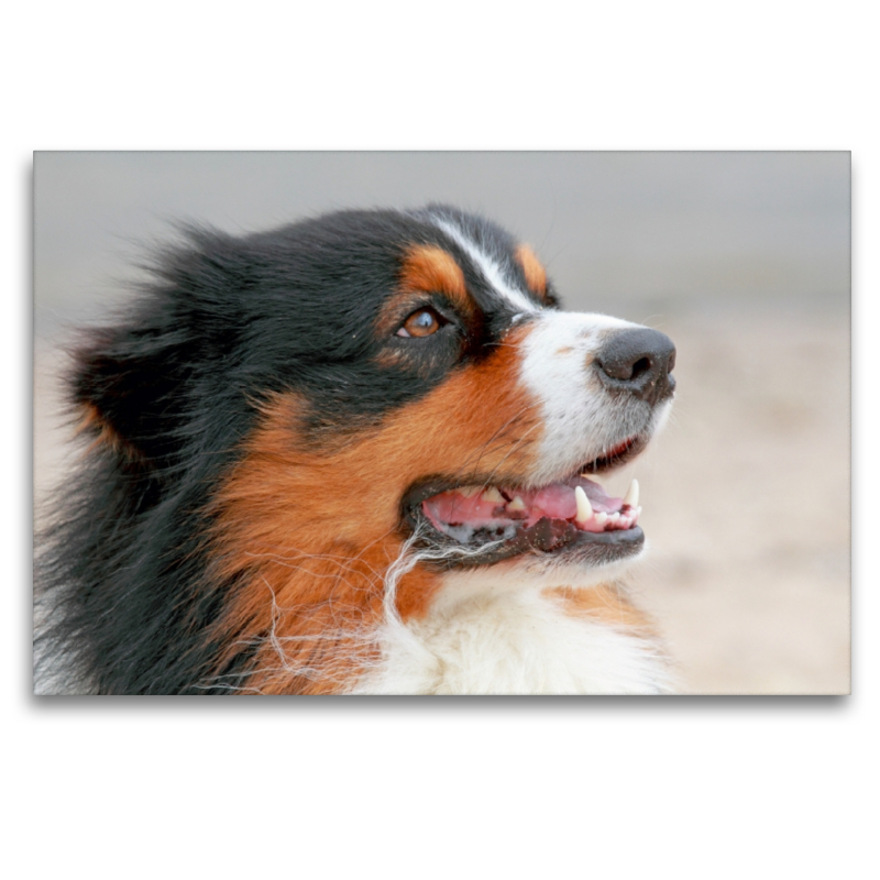 Ein Motiv aus dem Kalender Australian Shepherd