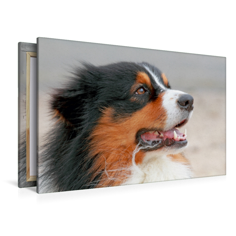 Ein Motiv aus dem Kalender Australian Shepherd