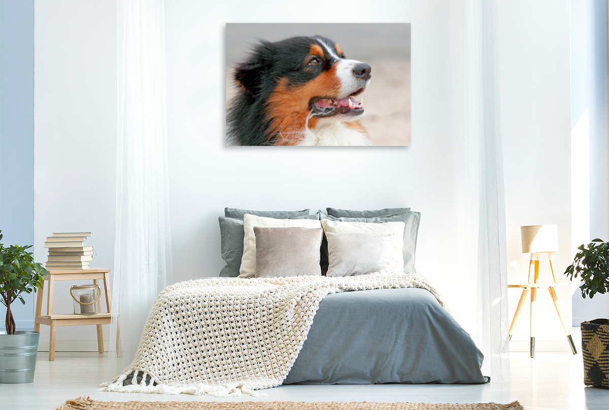 Ein Motiv aus dem Kalender Australian Shepherd