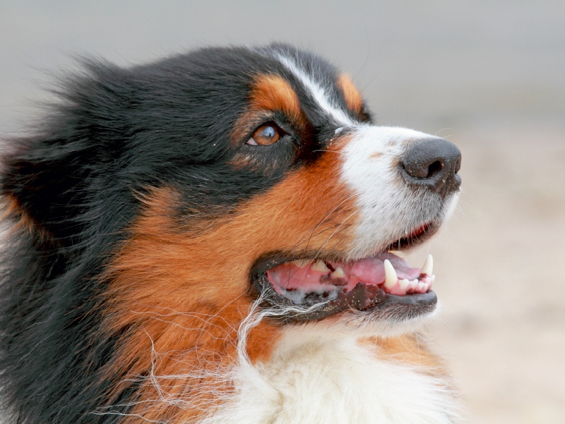 Ein Motiv aus dem Kalender Australian Shepherd