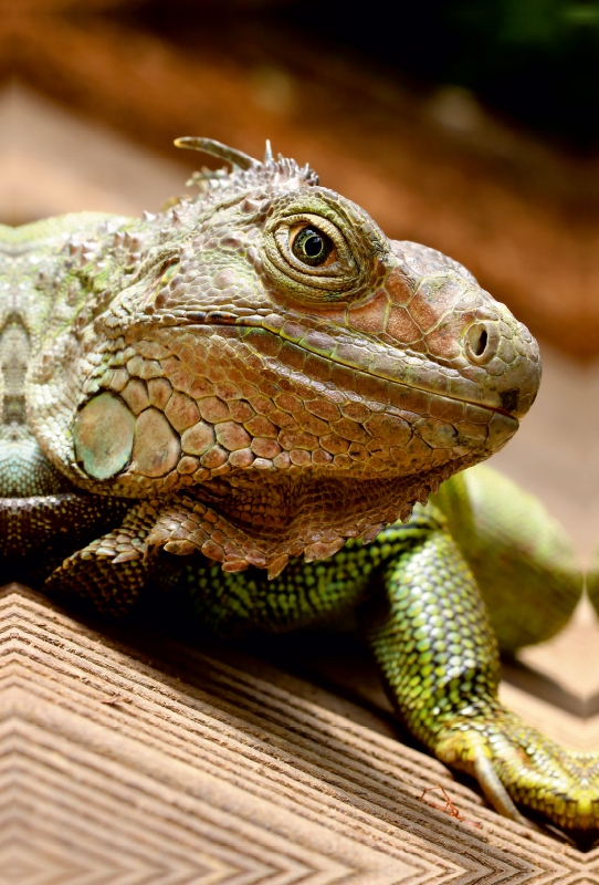 Grüner Leguan