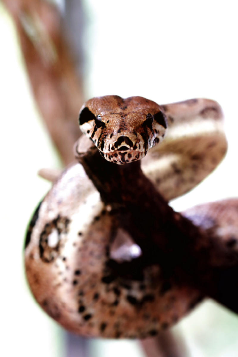 Boa constrictor