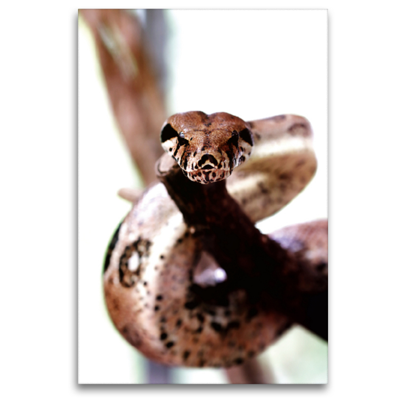 Boa constrictor