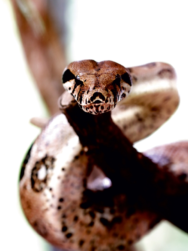 Boa constrictor