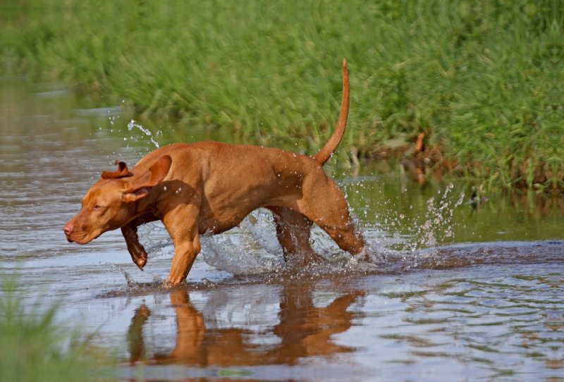 Jagdhund Magyar Vizsla