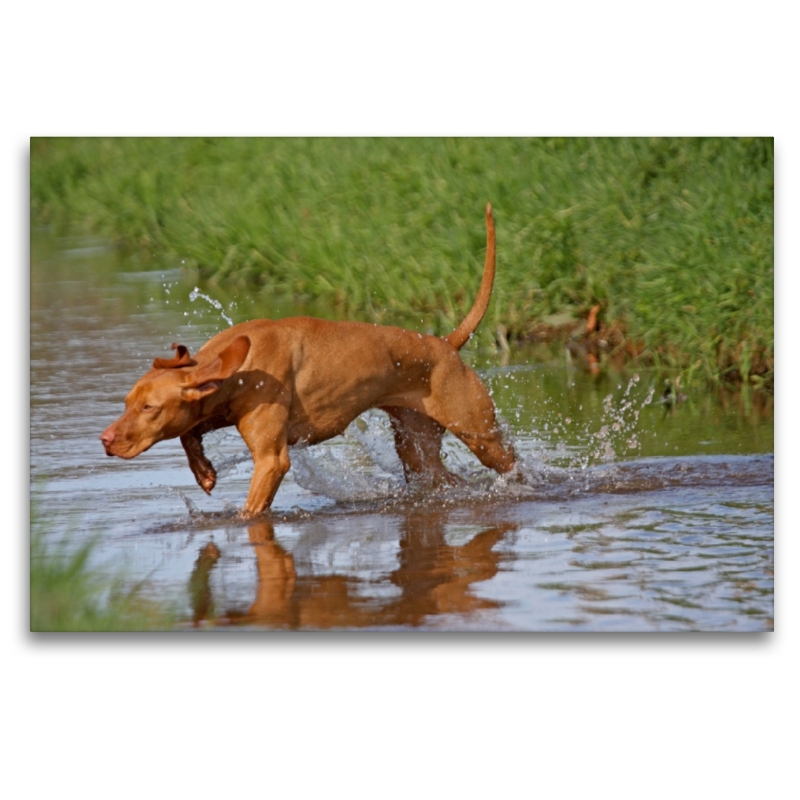 Jagdhund Magyar Vizsla