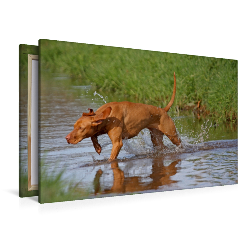 Jagdhund Magyar Vizsla