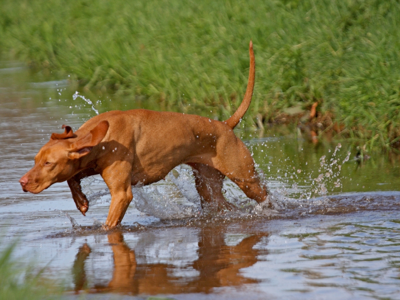 Jagdhund Magyar Vizsla