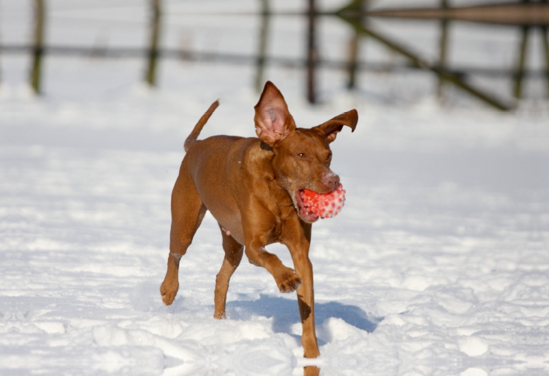 Ein Motiv aus dem Kalender Magyar Vizsla