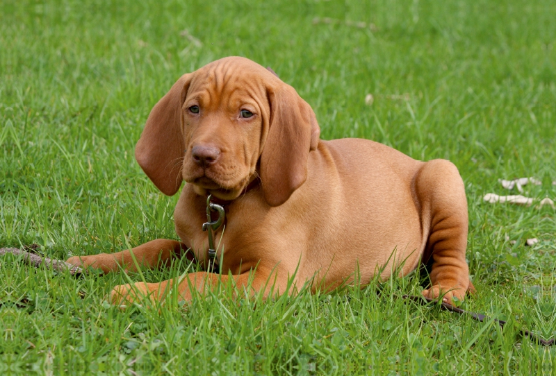 Ein Motiv aus dem Kalender Magyar Vizsla