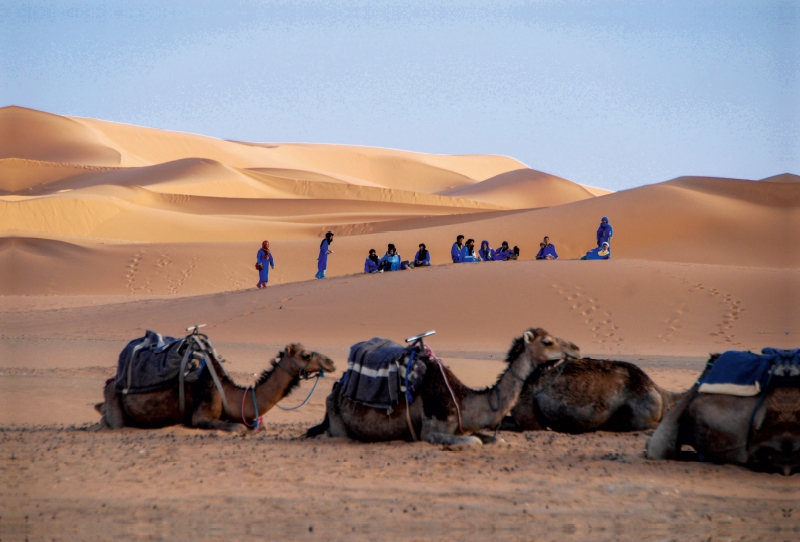 Beduinen und ihre Kamele in der Westsahara/Marokko