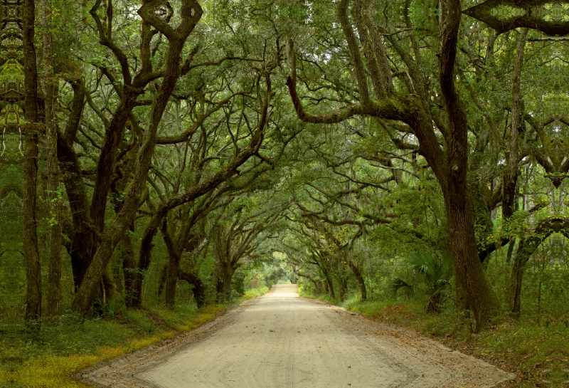 Oak Alley, Botany Bay, Ediston Island, South Carolina, USA