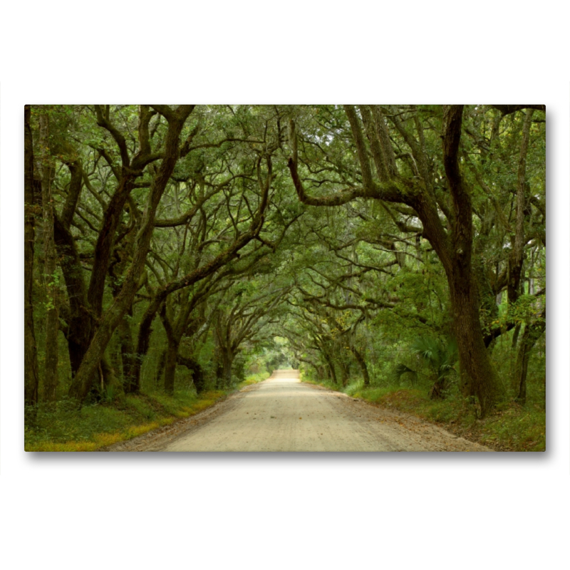 Oak Alley, Botany Bay, Ediston Island, South Carolina, USA