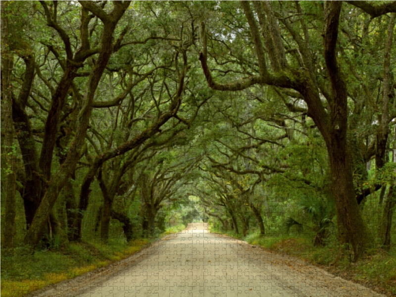 Oak Alley, Botany Bay, Ediston Island, South Carolina, USA