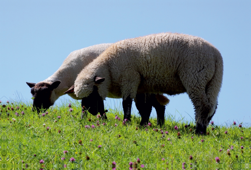 Schafe am Deich in Ostfriesland