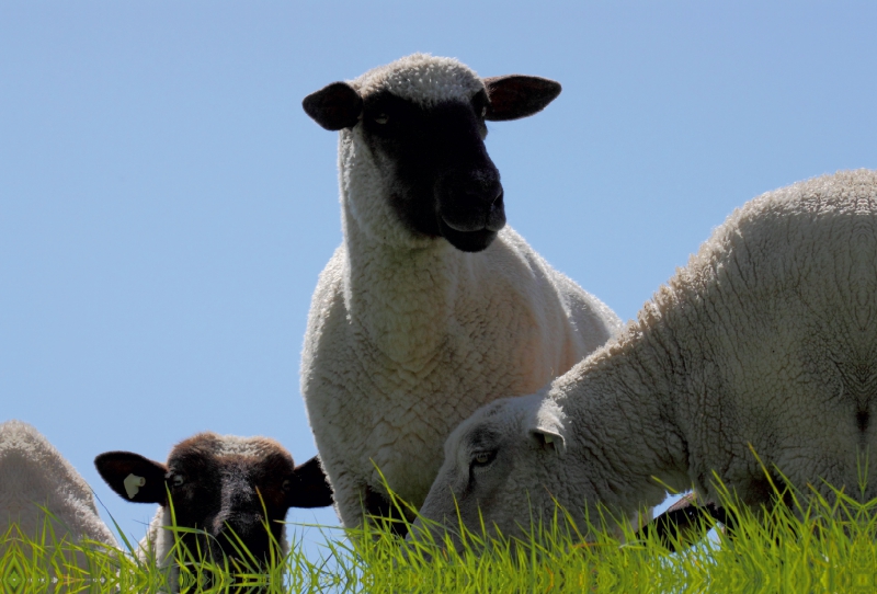 Schafe am Deich in Ostfriesland