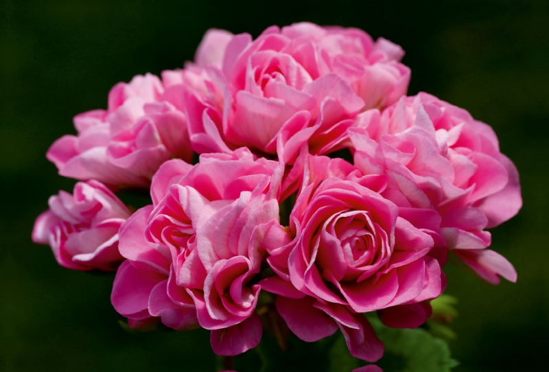 Pelargonium Träume