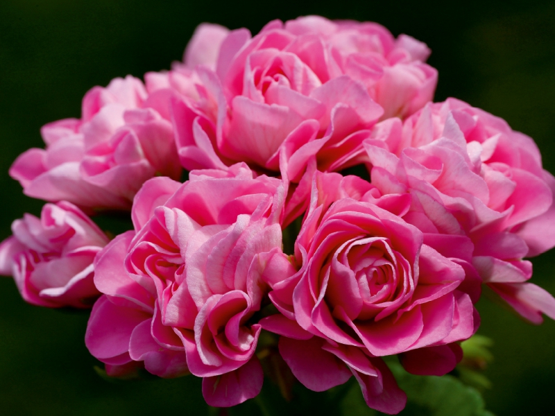 Pelargonium Träume