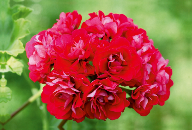 Pelargonien Zauber - Pelargonium Pink Rambler