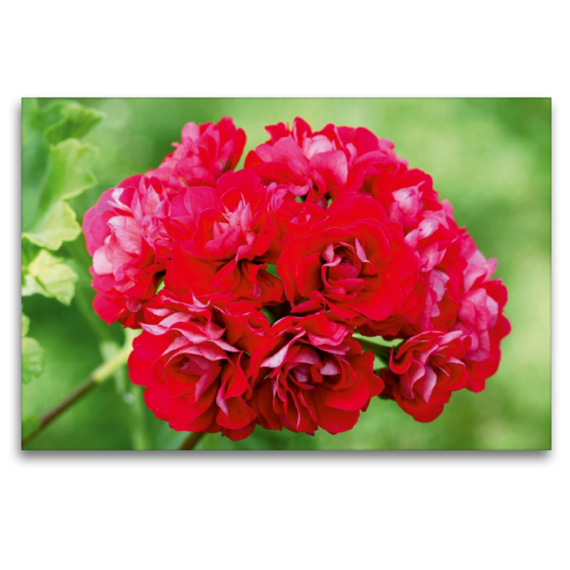 Pelargonien Zauber - Pelargonium Pink Rambler