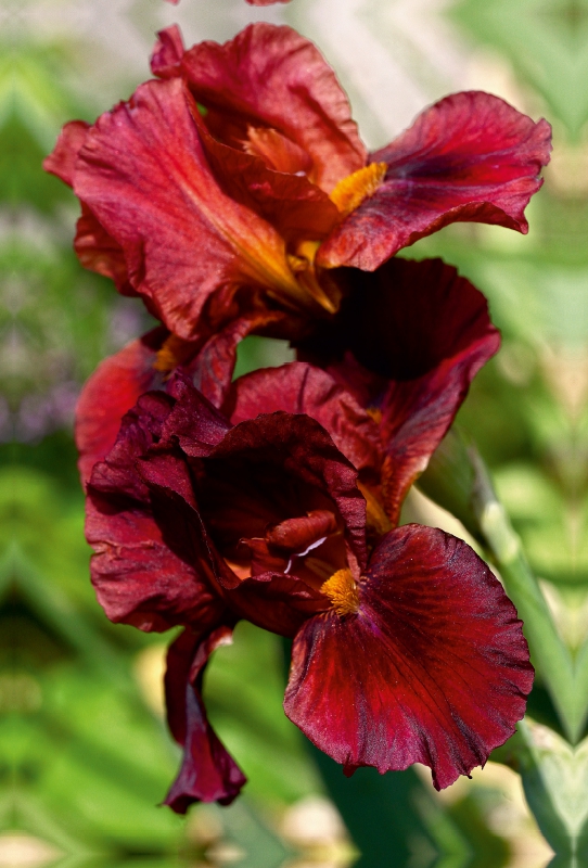 Traumhafte Iris Blüten