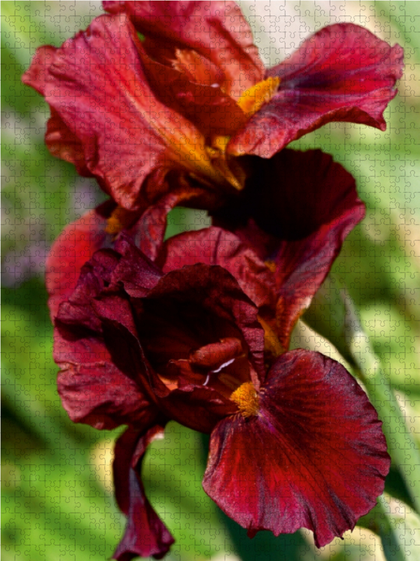 Traumhafte Iris Blüten