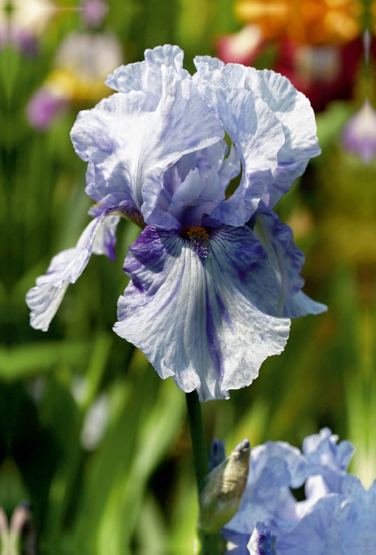 Traumhafte Iris Blüten