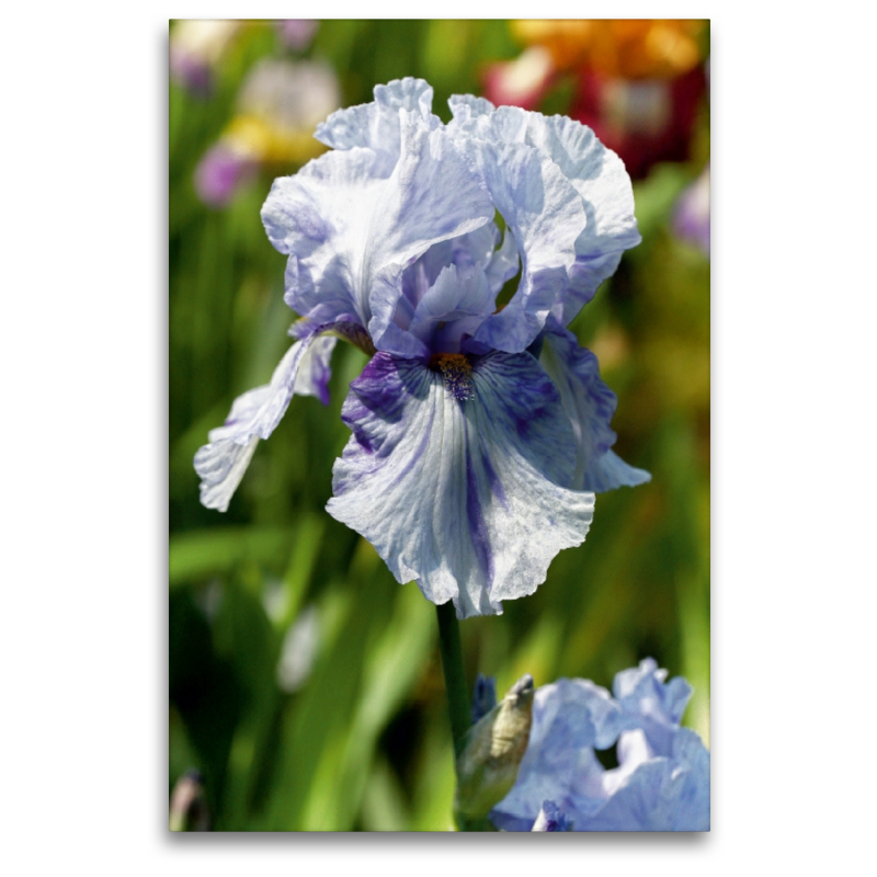 Traumhafte Iris Blüten