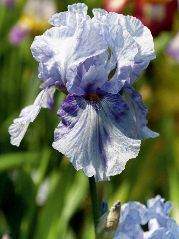 Traumhafte Iris Blüten