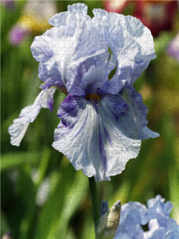 Traumhafte Iris Blüten