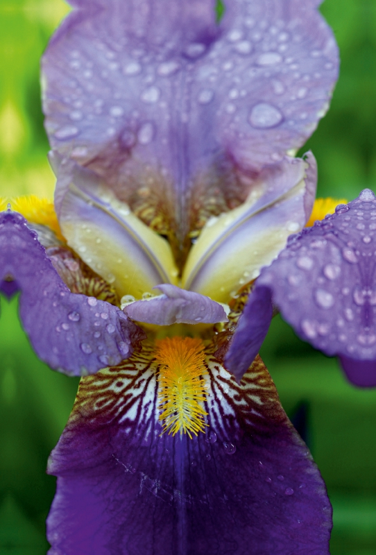 Traumhafte Iris Blüte