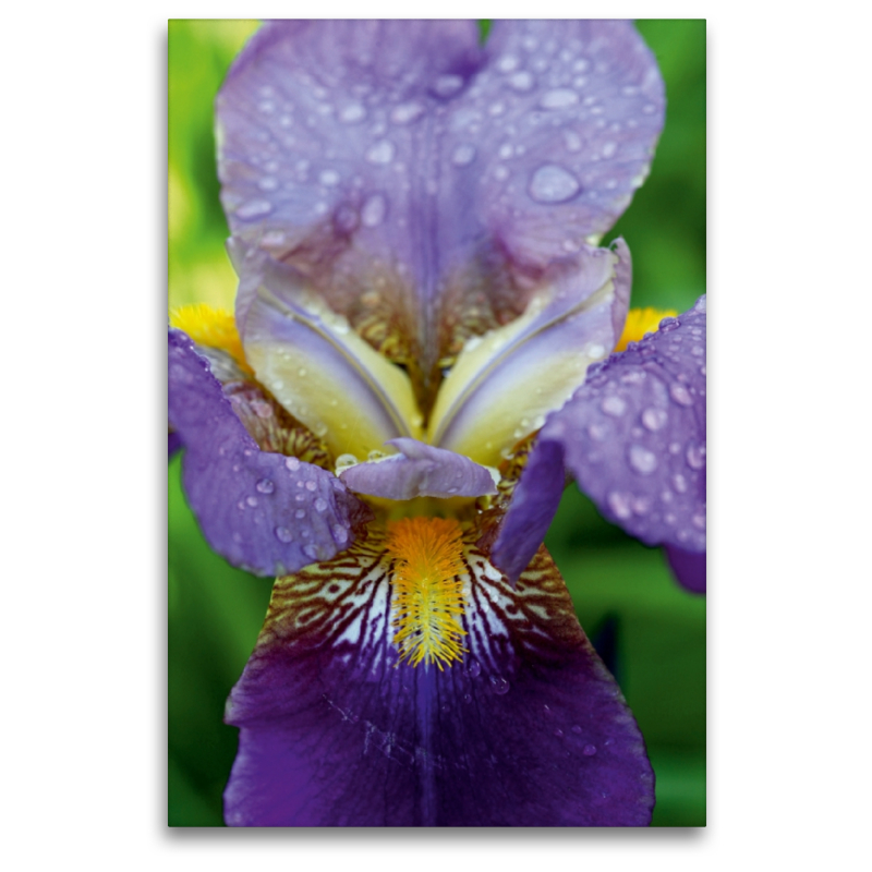 Traumhafte Iris Blüte