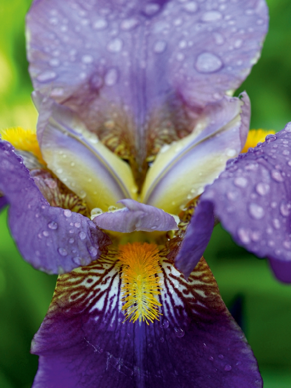 Traumhafte Iris Blüte