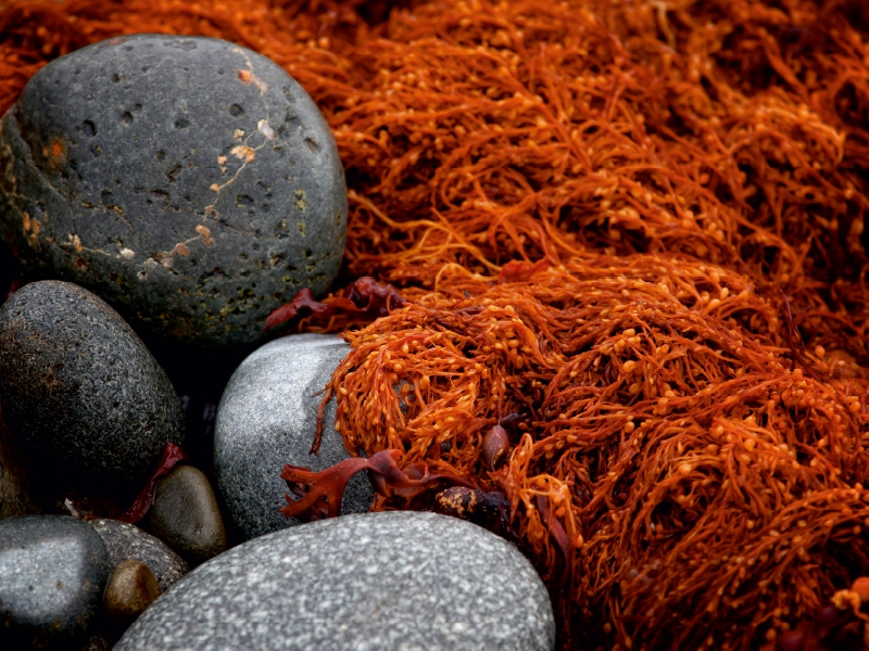 Steine am Strand, Bretagne, Frankreich