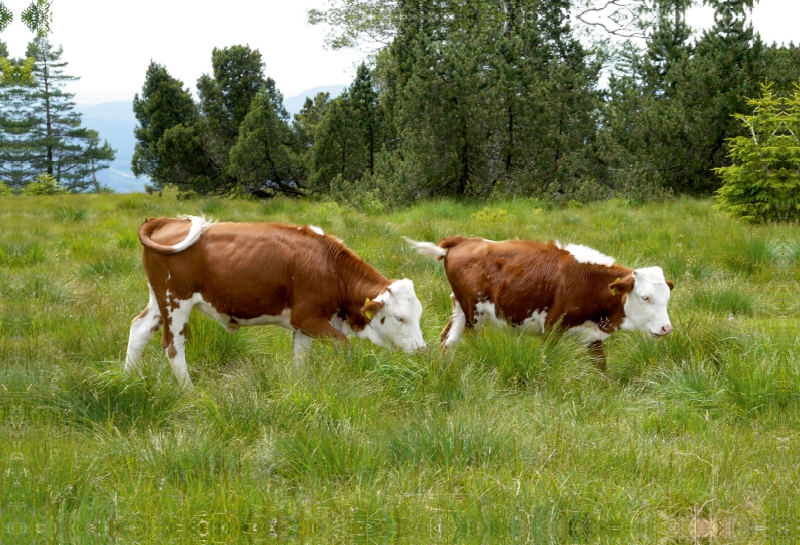 Kälber zur Grindenbeweidung im Nationalpark Schwarzwald