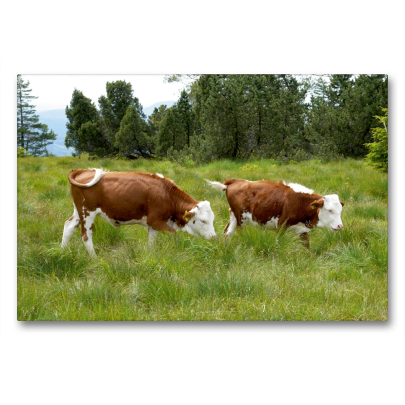 Kälber zur Grindenbeweidung im Nationalpark Schwarzwald