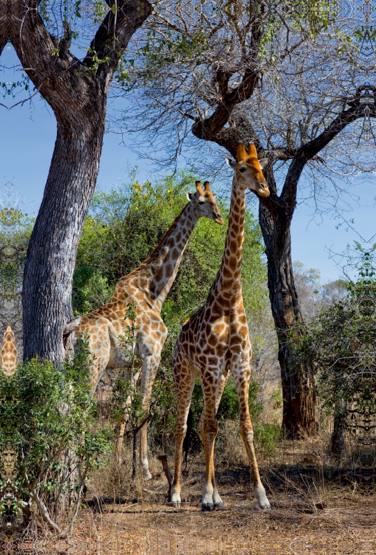 Giraffen im Krüger NP