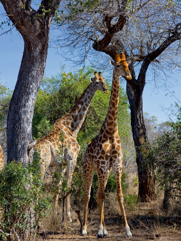 Giraffen im Krüger NP