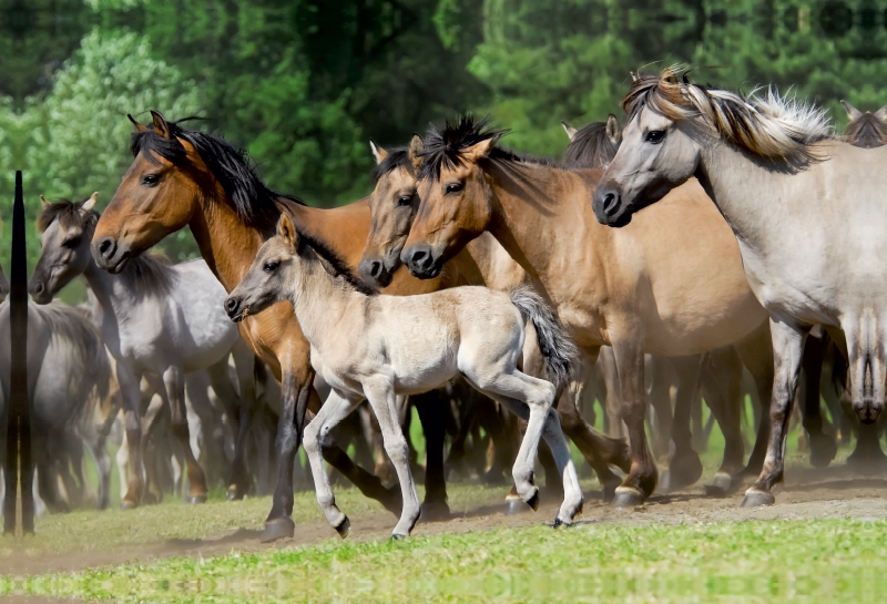 Dülmener Wildpferde Herde mit Fohlen im Trab