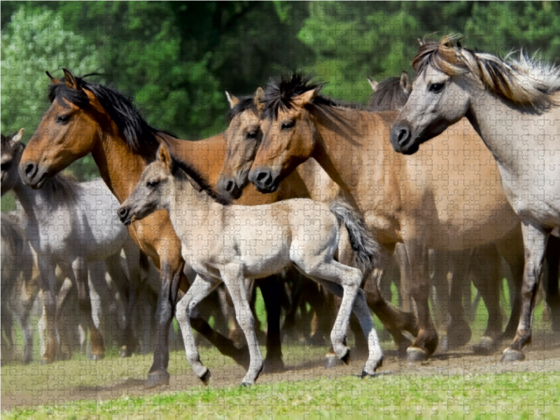 Dülmener Wildpferde Herde mit Fohlen im Trab