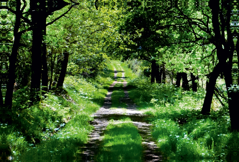 Foret de Brocéliande