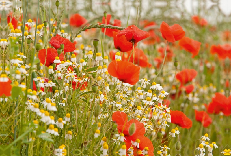 Mohnblumen säumen den Weg