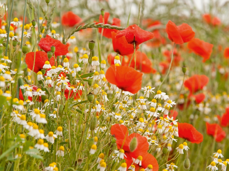 Mohnblumen säumen den Weg