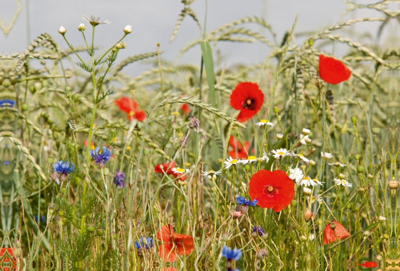 Biologische Landwirtschaft mit Mohnblumen