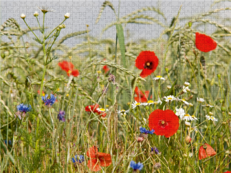 Biologische Landwirtschaft mit Mohnblumen