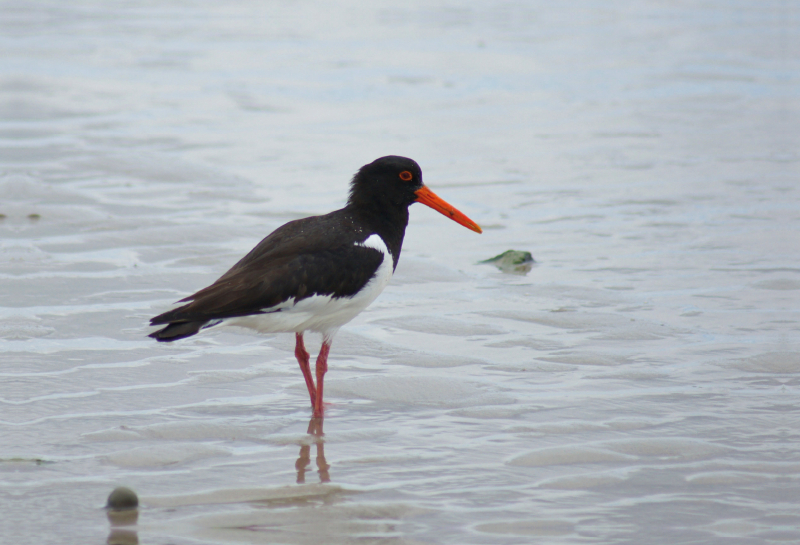 Austernfischer in der Nordsee